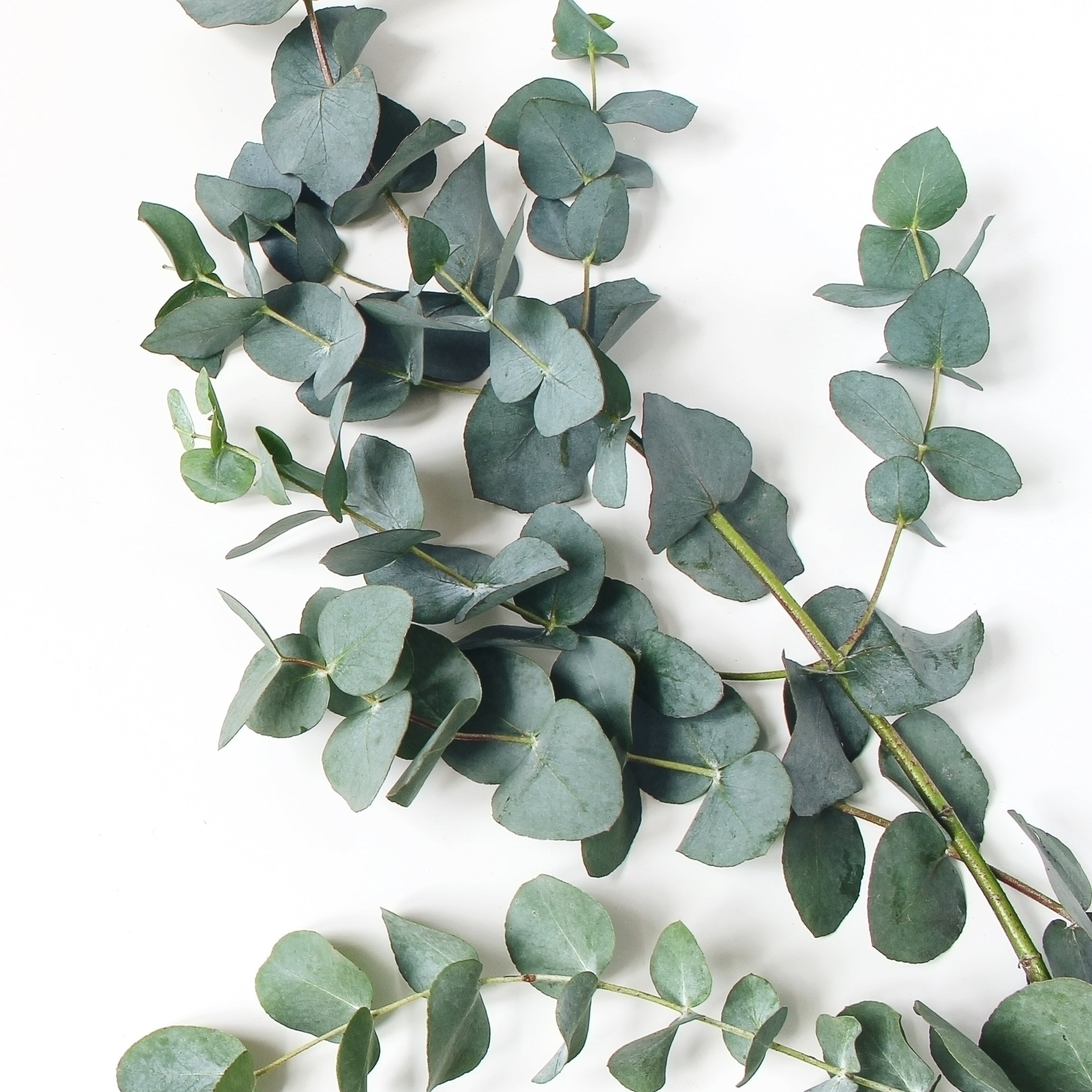 Eucalyptus Plant
